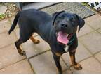 Adopt Dog 25319 (Hagrid) a Rottweiler / Labrador Retriever dog in Parlier