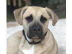 Adopt Chiefy a Tan/Yellow/Fawn - with Black Labrador Retriever / Black Mouth Cur
