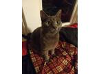 Adopt Chunkhead Charlie a Gray, Blue or Silver Tabby American Shorthair / Mixed