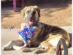 Adopt Lucy a Tan/Yellow/Fawn Great Pyrenees / German Shepherd Dog / Mixed (short