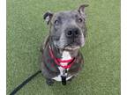 Adopt Boy Wonder a Black American Pit Bull Terrier / Mixed Breed (Medium) /