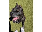 Adopt Athena a Brown/Chocolate Mastiff / Mixed Breed (Medium) / Mixed (short