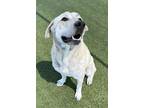 Adopt Pluto a White Anatolian Shepherd / Mixed Breed (Medium) / Mixed (short