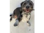 Adopt Sophie a Standard Schnauzer / Mixed dog in Houston, TX (41407468)