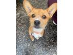 Adopt Bear a Corgi / Terrier (Unknown Type, Medium) / Mixed dog in Houston