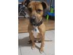 Adopt Charlie a Tan/Yellow/Fawn Mutt / Mutt / Mixed dog in Dayton, OH (41424996)