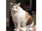 Adopt Mia a Calico or Dilute Calico Turkish Van (short coat) cat in Sherman