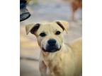 Adopt Bowser a Anatolian Shepherd / Black Mouth Cur / Mixed dog in Houston