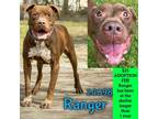 Adopt Ranger a Terrier (Unknown Type, Medium) / Australian Cattle Dog / Mixed