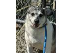 Adopt Jingle a White - with Gray or Silver Beagle / Rat Terrier / Mixed dog in