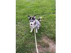 Adopt Bailey a Black - with White Mutt / Mixed dog in Columbia, MO (41424971)