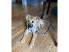 Adopt Emma - Best Puppy! a Shepherd (Unknown Type) / Mixed dog in Seattle