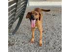 Adopt Mcsween a Red/Golden/Orange/Chestnut Rhodesian Ridgeback dog in