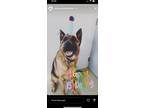 Adopt Bear a Black - with Tan, Yellow or Fawn German Shepherd Dog / Mixed dog in