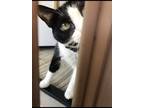 Adopt Bootsie a Black & White or Tuxedo American Shorthair / Mixed (short coat)