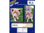 Adopt Coco a Brown/Chocolate American Pit Bull Terrier / Mixed Breed (Medium) /