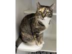 Adopt Pickles a White Domestic Mediumhair / Mixed Breed (Medium) / Mixed (short