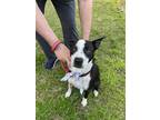 Adopt Pepper a Black - with White Boxer / American Pit Bull Terrier / Mixed dog