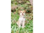Adopt Karmela a Tan/Yellow/Fawn - with White Husky / Collie / Mixed dog in
