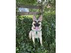 Adopt Parker a Black - with Tan, Yellow or Fawn German Shepherd Dog / Mixed dog