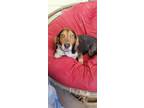 Adopt Lasso a Tricolor (Tan/Brown & Black & White) Beagle / Mixed dog in Las