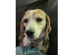 Adopt Roselee a Tricolor (Tan/Brown & Black & White) Beagle / Mixed dog in Las
