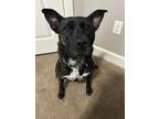 Adopt Lily a Brindle Labrador Retriever / Pit Bull Terrier / Mixed dog in Ocean