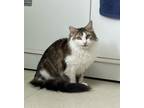 Adopt Ham a Domestic Mediumhair / Mixed cat in Prince Rupert, BC (41375587)
