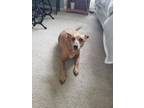 Adopt Peanut a Red/Golden/Orange/Chestnut Miniature Pinscher / Mixed dog in