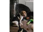 Adopt Rambler a Tricolor (Tan/Brown & Black & White) Beagle / Mixed dog in Las