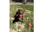 Adopt Phoebe a Brown/Chocolate Labrador Retriever / Mixed Breed (Medium) / Mixed