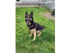 Adopt Nekko a Black German Shepherd Dog / Mixed Breed (Medium) / Mixed (short