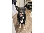 Adopt Jupiter a Black - with Tan, Yellow or Fawn Australian Kelpie / Shepherd