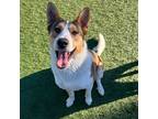Adopt Buster a Tricolor (Tan/Brown & Black & White) Akita / Husky / Mixed dog in