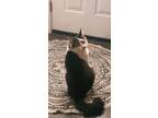 Adopt Harvey a Cream or Ivory (Mostly) Maine Coon / Mixed (medium coat) cat in