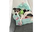 Adopt Eddie a White - with Black Parson Russell Terrier / Border Collie / Mixed