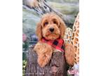Adopt Elliot a Red/Golden/Orange/Chestnut Goldendoodle / Mixed dog in