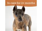 Adopt Niner a Miniature Pinscher / Mixed dog in Dublin, CA (41191536)