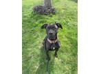 Adopt Prada a Black - with White Boxer / Mixed Breed (Medium) / Mixed dog in St.