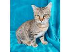 Adopt Itty Bitty Charlie a Gray, Blue or Silver Tabby Domestic Shorthair / Mixed