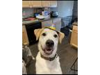 Adopt Albert a Tan/Yellow/Fawn - with White Border Collie / Great Pyrenees /