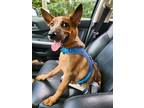 Adopt Meeko a Red/Golden/Orange/Chestnut - with White Australian Cattle Dog /