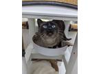 Adopt Mushu a Brown Tabby Domestic Shorthair / Mixed Breed (Medium) / Mixed