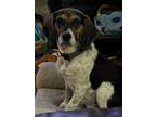 Adopt Bernie a Tricolor (Tan/Brown & Black & White) Beagle / Mixed dog in