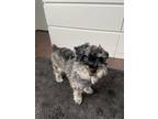 Adopt Newton a Black Schnauzer (Miniature) / Mixed Breed (Medium) / Mixed (short