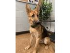 Adopt Bebe a Tan/Yellow/Fawn German Shepherd Dog / Mixed Breed (Medium) / Mixed