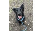 Adopt Elouise a Mixed Breed (Large) / Mixed dog in Spokane Valley, WA (41424472)