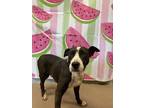 Adopt Lacy* a Black Mixed Breed (Small) / Mixed Breed (Medium) / Mixed (short