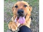 Adopt Porky a Brindle Golden Retriever / Mixed Breed (Medium) / Mixed (hairless