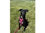 Adopt Magdalena a Labrador Retriever / Pit Bull Terrier / Mixed dog in Santa